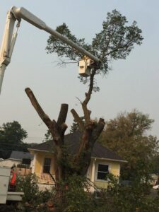 A worker in a bucket truck performing tree removal and trimming on a large tree for Beaver Creek Tree Service in Penns Grove, NJ.
