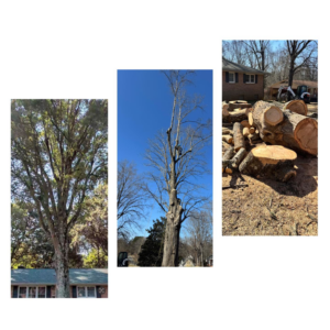 A collage showing a tall tree before and during removal, with a pile of cut logs and wood chips by ABS Landscaping & Tree Service LLC in Winchester, VA.