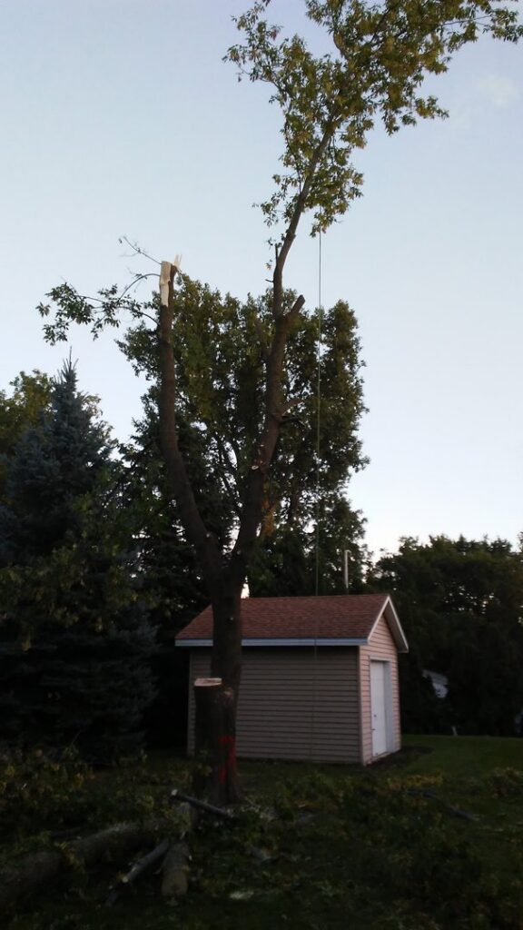 A partially removed tree with cut branches on the ground next to a shed, showing tree service work by Making the Cut Tree Service in Muskego, WI.