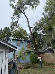 Tree service professionals performing tree removal and trimming for YardFellas Tree Services in Casselberry, FL.