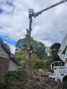 A partially removed tree trunk with cut branches on the ground, next to a bucket truck from TREE Masters Expert Tree Care in Wilmington, NC.