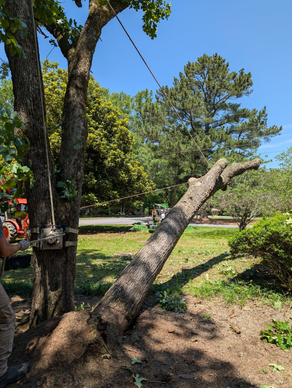 A tree trunk being safely lowered using a rope and winch system during removal by Hughes Tree and Landscaping in Poolesville, MD.