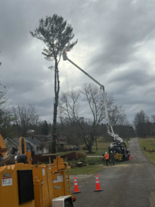 A tree service crew from Scotts Tree Experts in Columbus, OH, removing a tall tree using a bucket lift and wood chipper.