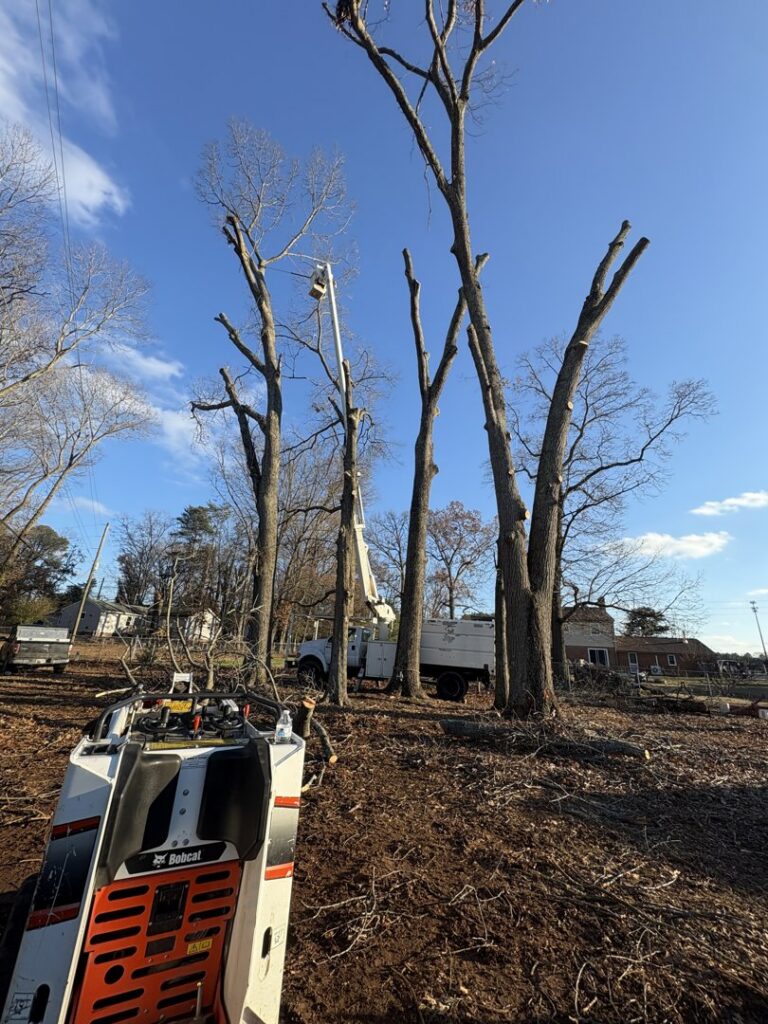 Large trees after heavy pruning or removal, with a bucket truck and Bobcat loader on site by Ernesto tree service & landscaping LLC in Richmond, VA.