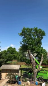 Tree removal in progress with a bucket truck and ground crew by Humbolt Tree Service in Wichita, KS