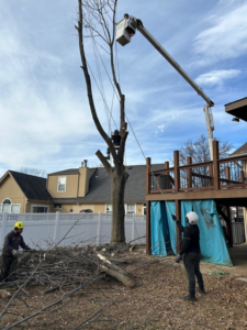 Omar Tree Services crew performing tree removal with a bucket truck and ropes in Kansas City, MO.