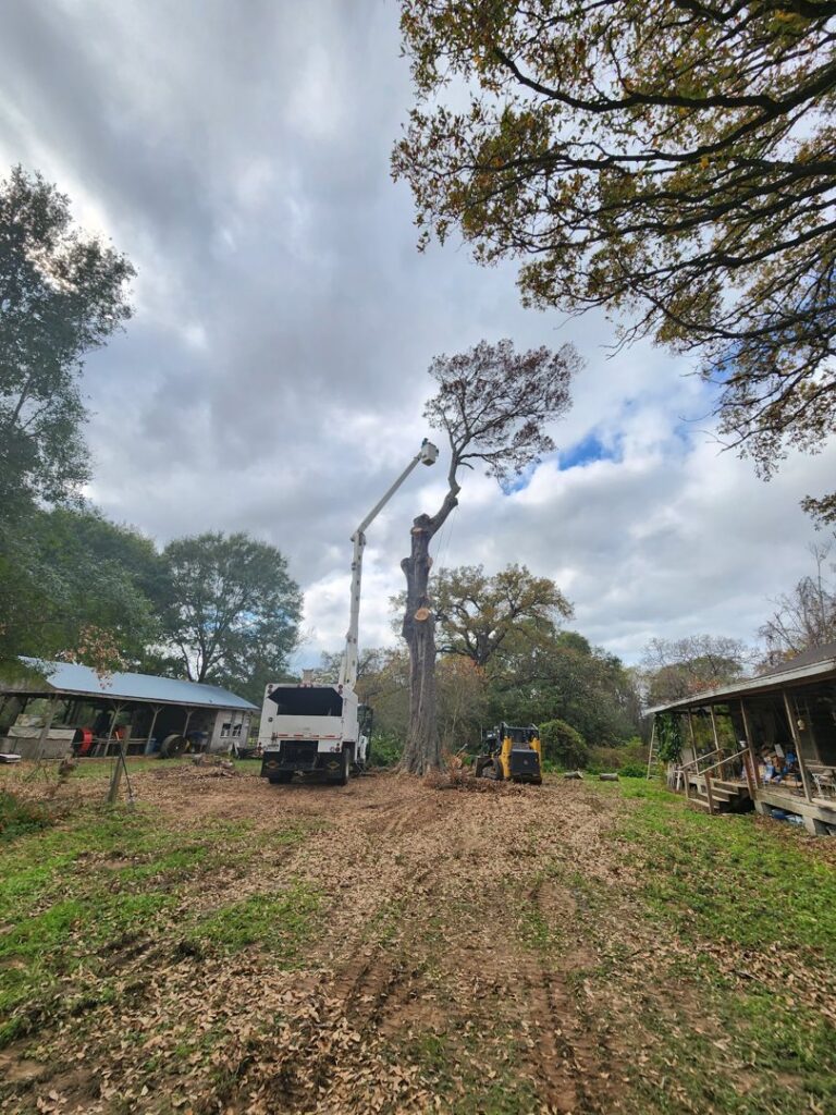 A KIRI TREE service bucket truck and skid steer working together on a large tree removal project in Austin, TX.