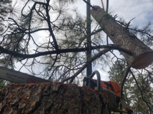 A chainsaw on a tree trunk with a large log being lifted by a crane during tree removal by Maxum Tree Service in Grass Valley, CA.