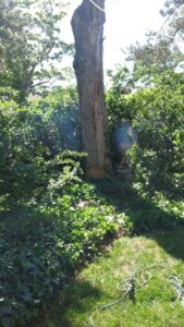 A tree being cut at its base with a chainsaw, showing active tree removal service by Arbor Services in Fort Myers, FL