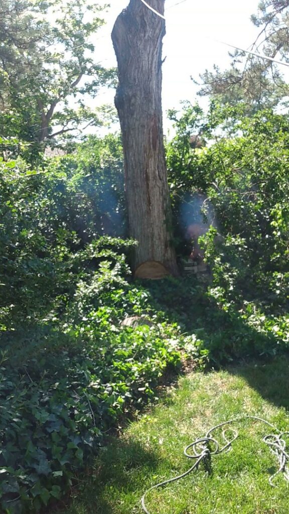A tree being cut at its base with a chainsaw, showing active tree removal service by Arbor Services in Fort Myers, FL