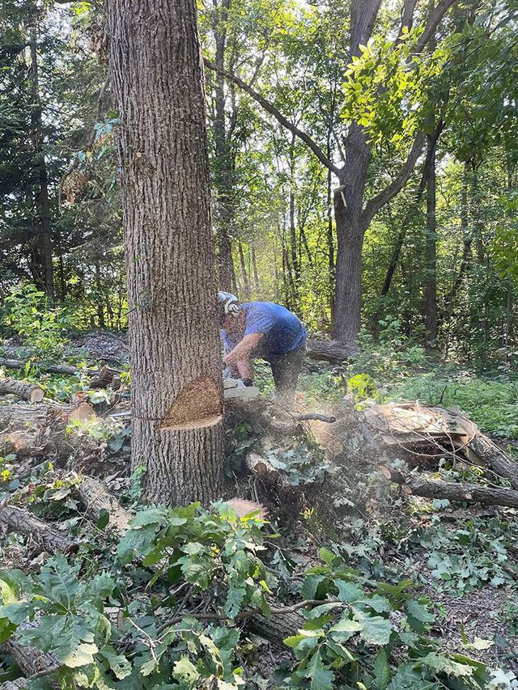 A professional performing tree removal with a chainsaw for Trustfall Tree Service, LLC in De Pere, WI.