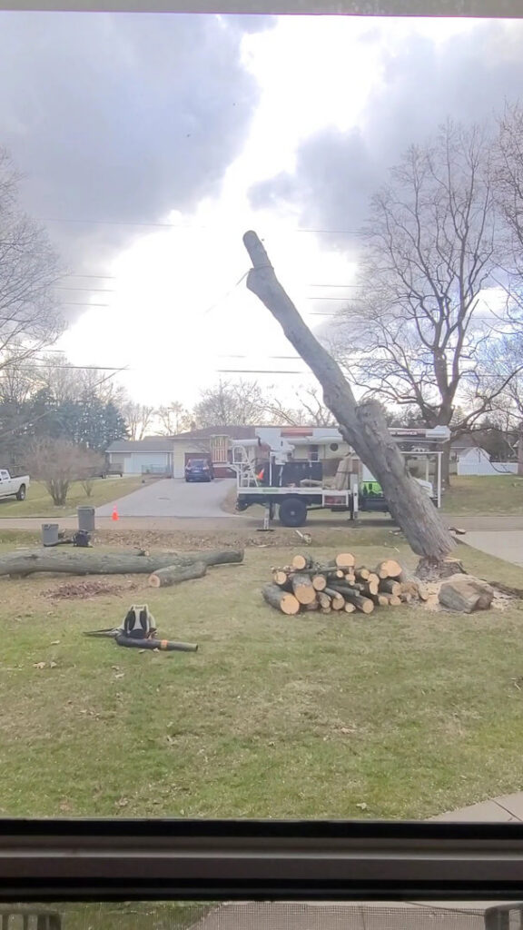 A large tree being removed, with cut logs on the ground and a bucket truck in the background by Hercules Tree Service in Akron, OH.