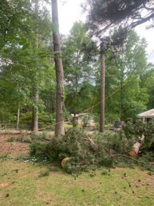 Trees secured with ropes and cut branches on the ground, indicating active tree removal or trimming by D&M Tree and Land Services in Macon, GA.