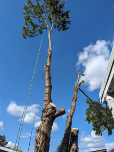 A tall tree being actively removed or trimmed with ropes by Yost Tree Service in Salem, OR, with a cut trunk nearby.