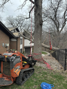 Tree removal in progress using a skid steer and ropes by Mr Spruce Tree Service LLC in Ankeny, IA.