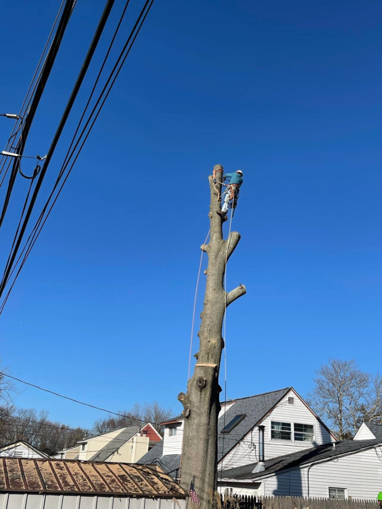 A tree service worker performing tree removal on a tall trunk for Avalos tree service LLC in Gaithersburg, MD.