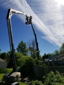 A tree service worker in a bucket lift cutting down a tall tree trunk for L. Moore Tree Service in Auburn, NY.