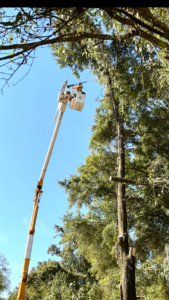 A tree service professional in a bucket lift removing branches from a tall tree for SAP Tree Services in Dothan, AL