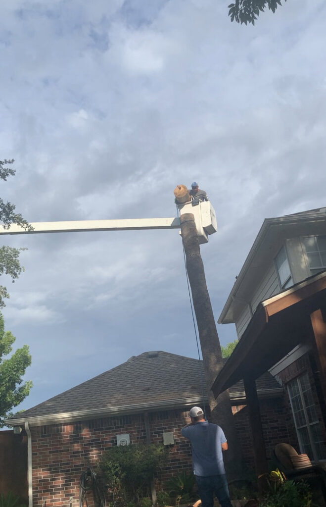 A worker in a bucket removing a large tree trunk for Parker TX Tree Service in Plano, TX.