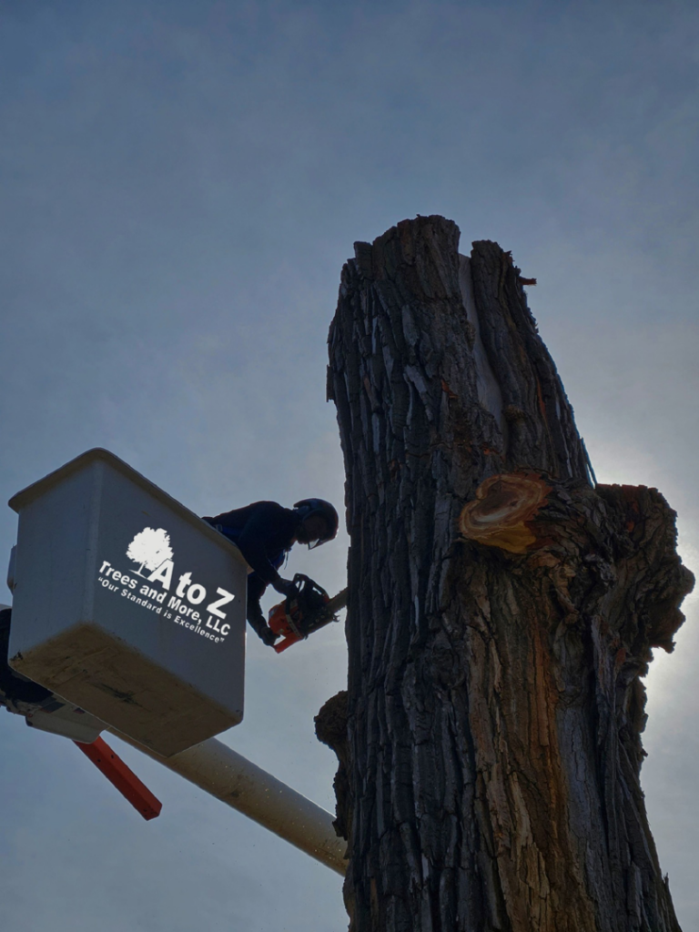 A tree service worker in a bucket truck using a chainsaw for tree removal by A to Z Trees and More LLC in Omaha, NE.