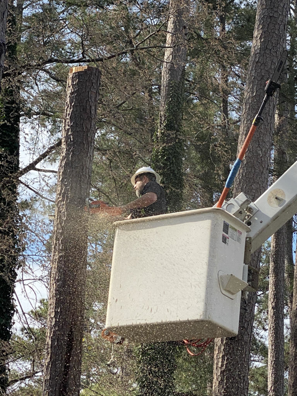 A tree service worker in a bucket lift using a chainsaw to cut a tree trunk for GNC Tree Service, LLC in Columbia, SC.