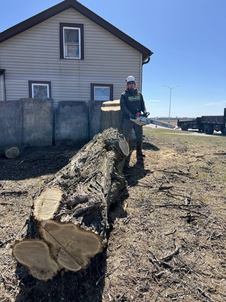 A tree service worker with a chainsaw standing next to a large cut tree log after removal by Cutting Edge Tree Service in Racine, WI.