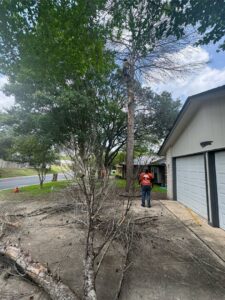A tree service worker using a chainsaw to remove branches from a dead tree for Handyman 210 Tree Service in San Antonio, TX.