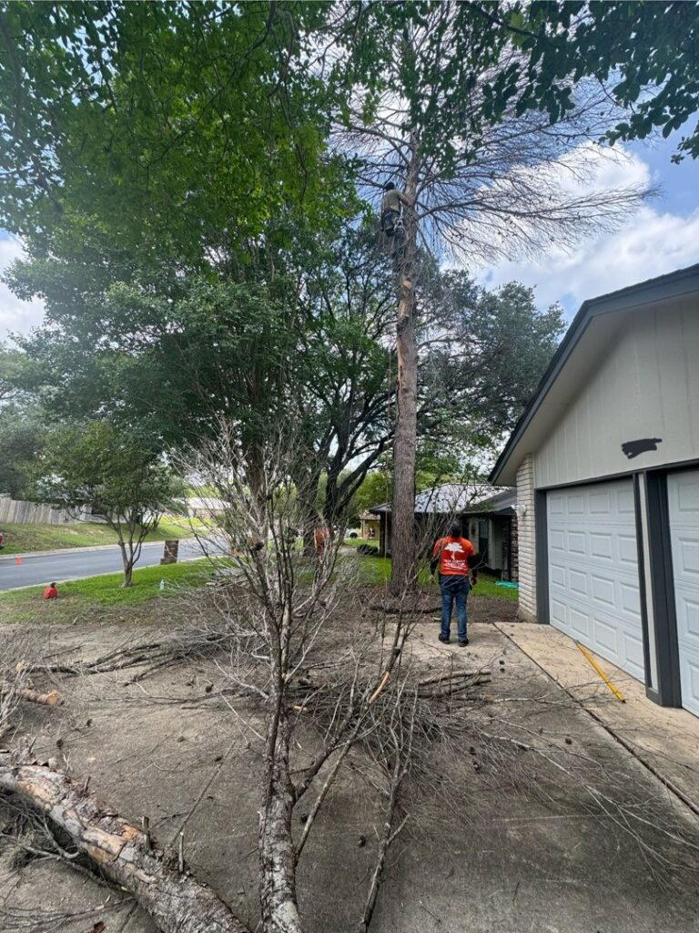 A tree service worker using a chainsaw to remove branches from a dead tree for Handyman 210 Tree Service in San Antonio, TX.