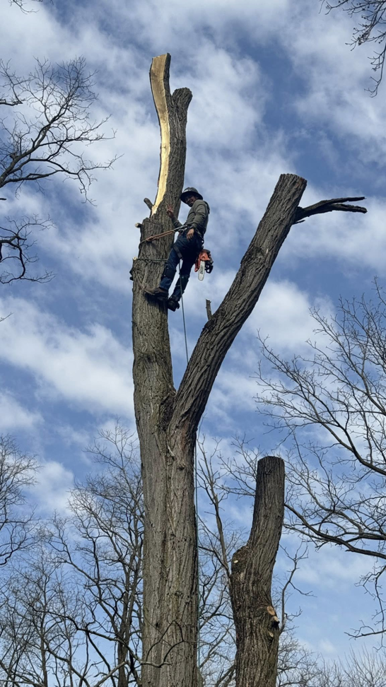 A tree removal worker with a chainsaw high on a partially cut tree trunk for A-Town Cut Down Tree Services LLC in Youngstown, OH.