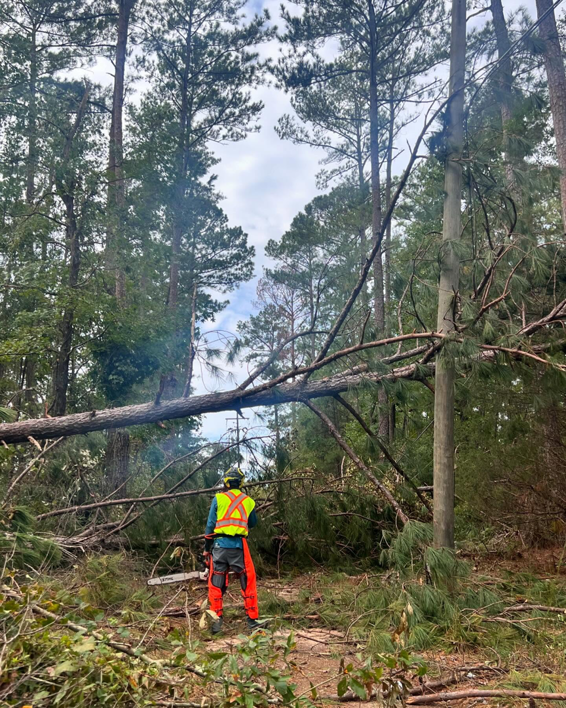 A tree service worker with a chainsaw clearing a fallen tree for PA JB Tree Service in Reading, PA.