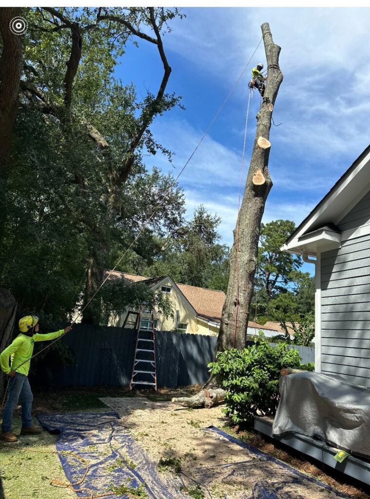 A Complete Tree Service, LLC worker climbing a tree during a removal, with cut sections of the trunk on the ground in Charleston, SC.