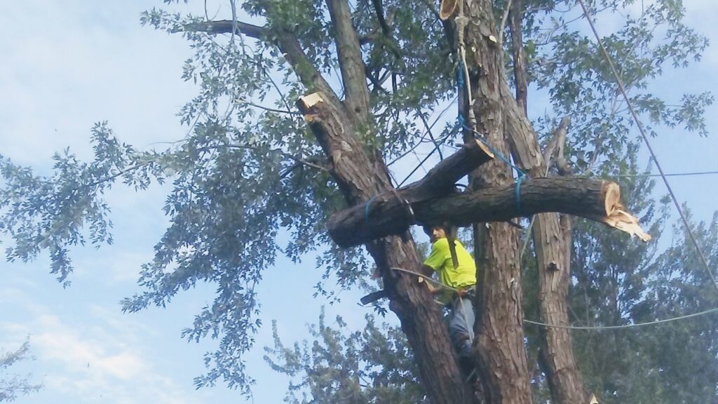 A tree service worker in a harness climbing a tree to remove a large branch for Moore's Tree Service in East Hanover, NJ.