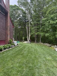 A tree service worker in a harness climbing a tall tree for removal or pruning by Kane Tree in Cumberland, RI.