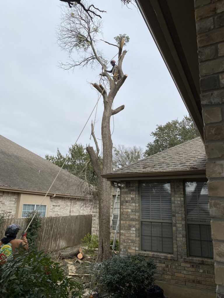 A tree service worker climbing and removing branches from a tall tree for S.A. Total Tree Service in San Antonio, TX
