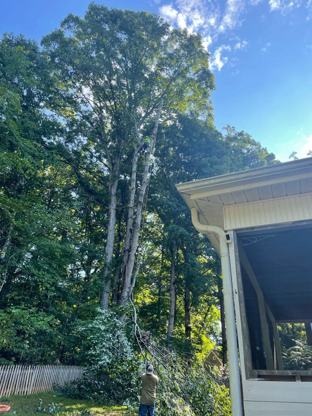 A tree service worker climbing a tall tree for removal or trimming at Ventura Tree Services in Conroe, TX.