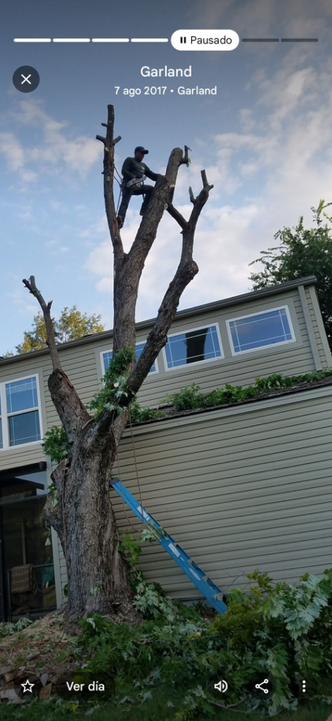 A tree service worker high in a tree, surrounded by cut branches, performing tree removal for Jose Tree Services in Plano, TX.