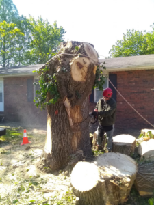 A tree removal worker in a red hard hat cutting a large tree stump with a chainsaw for Scotty's Tree Service in Marion, IL.