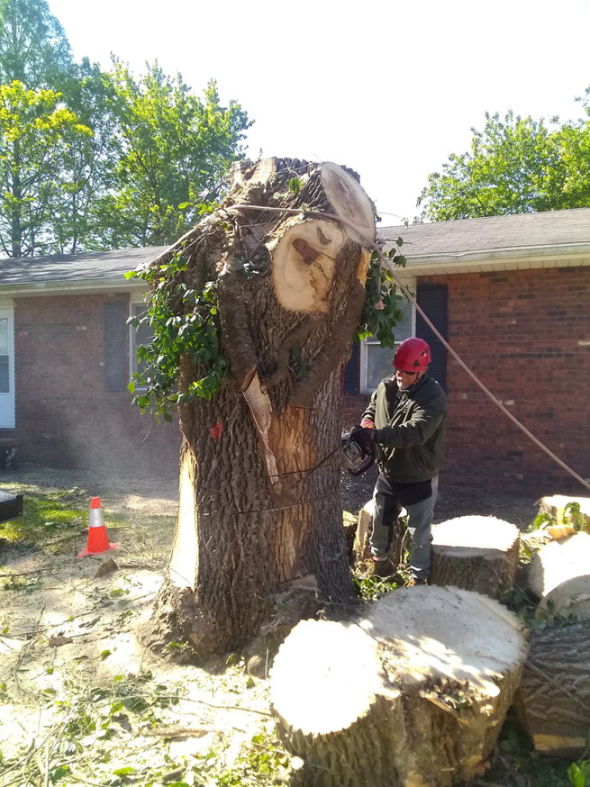 A tree removal worker in a red hard hat cutting a large tree stump with a chainsaw for Scotty's Tree Service in Marion, IL.