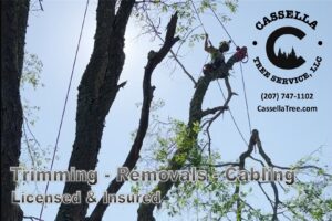A Cassella Tree Service worker high in a pine tree during a removal project in South Portland, ME.