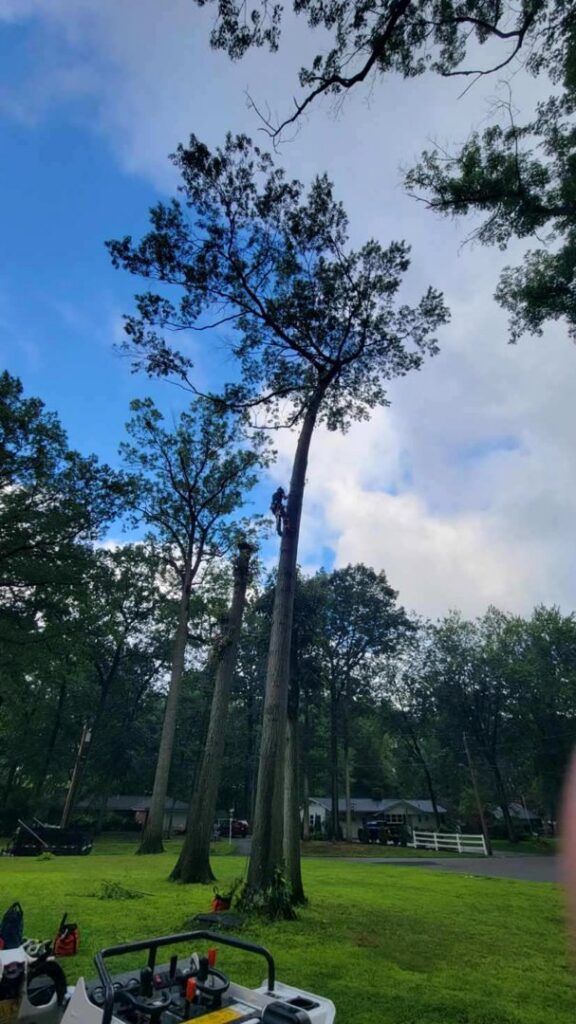 A skilled tree removal worker high in a tall tree, carefully cutting branches during a tree removal project by Kingdom Tree Company in North Canton, OH.