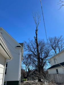 A tree service worker high in a tall tree performing removal for Schweitzer Tree Service Inc. in Bismarck, ND.