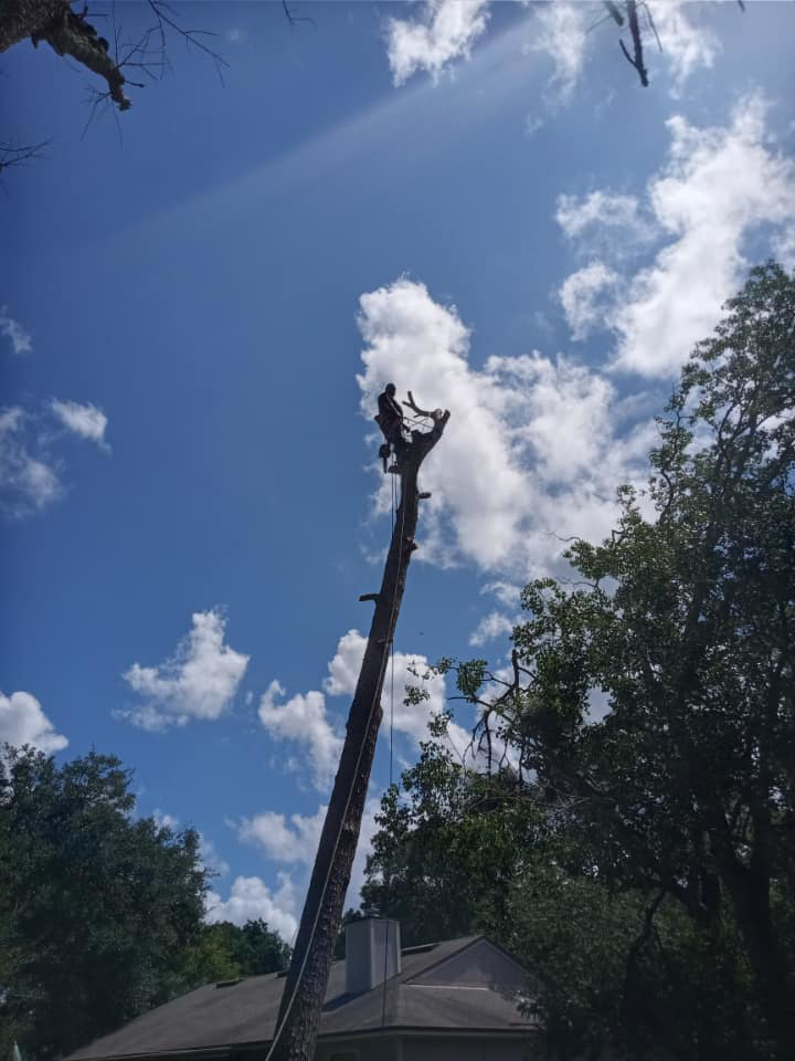A tree service worker high on a tall tree trunk performing removal for D&W Affordable Tree Service in Jacksonville, FL.