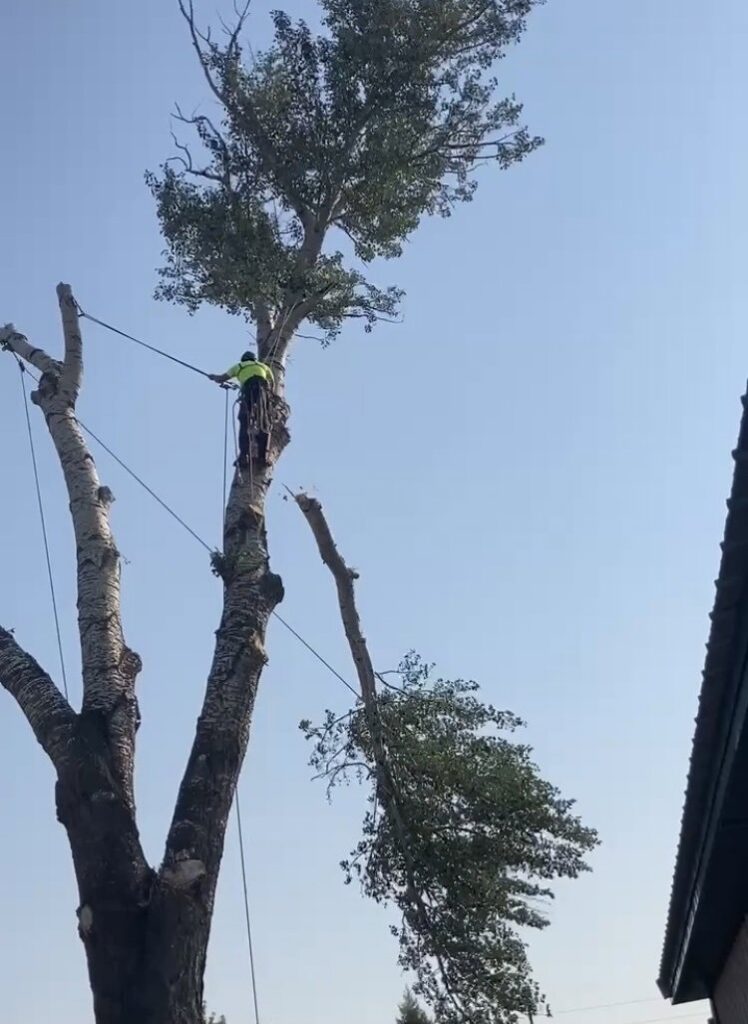 A tree removal worker safely lowering a large branch with ropes during a tree service by Treeincarnation MT in Helena, MT.