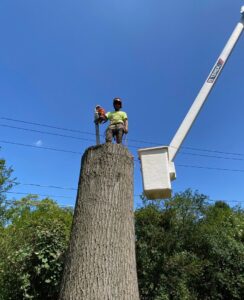 A tree removal worker standing on a large tree stump with a chainsaw for EK Tree Service in Lancaster, PA.