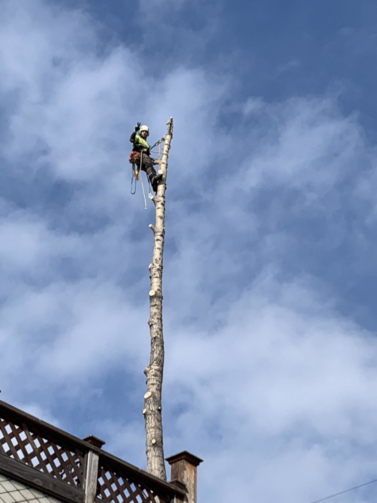 A tree removal worker high on a tall, de-limbed tree trunk for Send it tree service in Salem, NH
