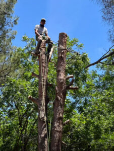 A tree service worker on top of a partially removed tree trunk, secured with ropes and holding a chainsaw, by South West Tree Service in Las Cruces, NM.