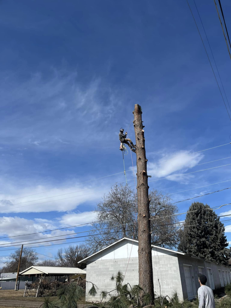 A tree service worker rappelling down a tree trunk during a tree removal project by Ashton Tree Service in Rexburg, ID.