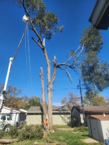 A tree service worker using a chainsaw to cut a large tree trunk during a removal job by Jeff's Tree Service in Sioux City, IA.