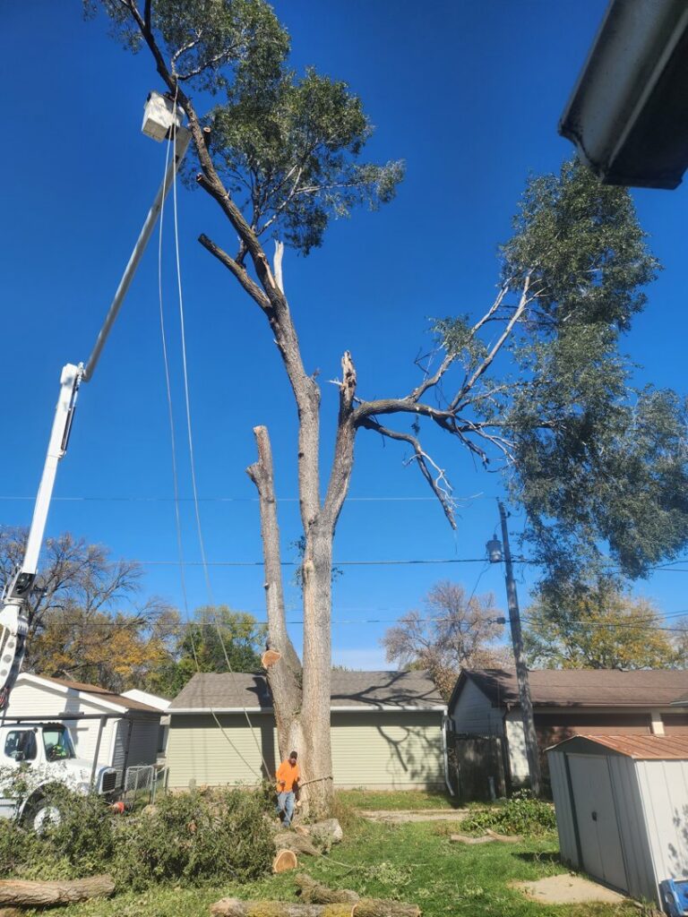 A tree service worker using a chainsaw to cut a large tree trunk during a removal job by Jeff's Tree Service in Sioux City, IA.