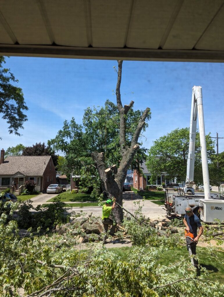 Tree service workers performing tree removal with a bucket truck for Cassidy & Co. Tree Service in Detroit, MI.